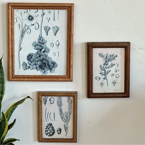 Vintage Other - Framed botany art collection